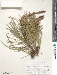 Pinus rigida image