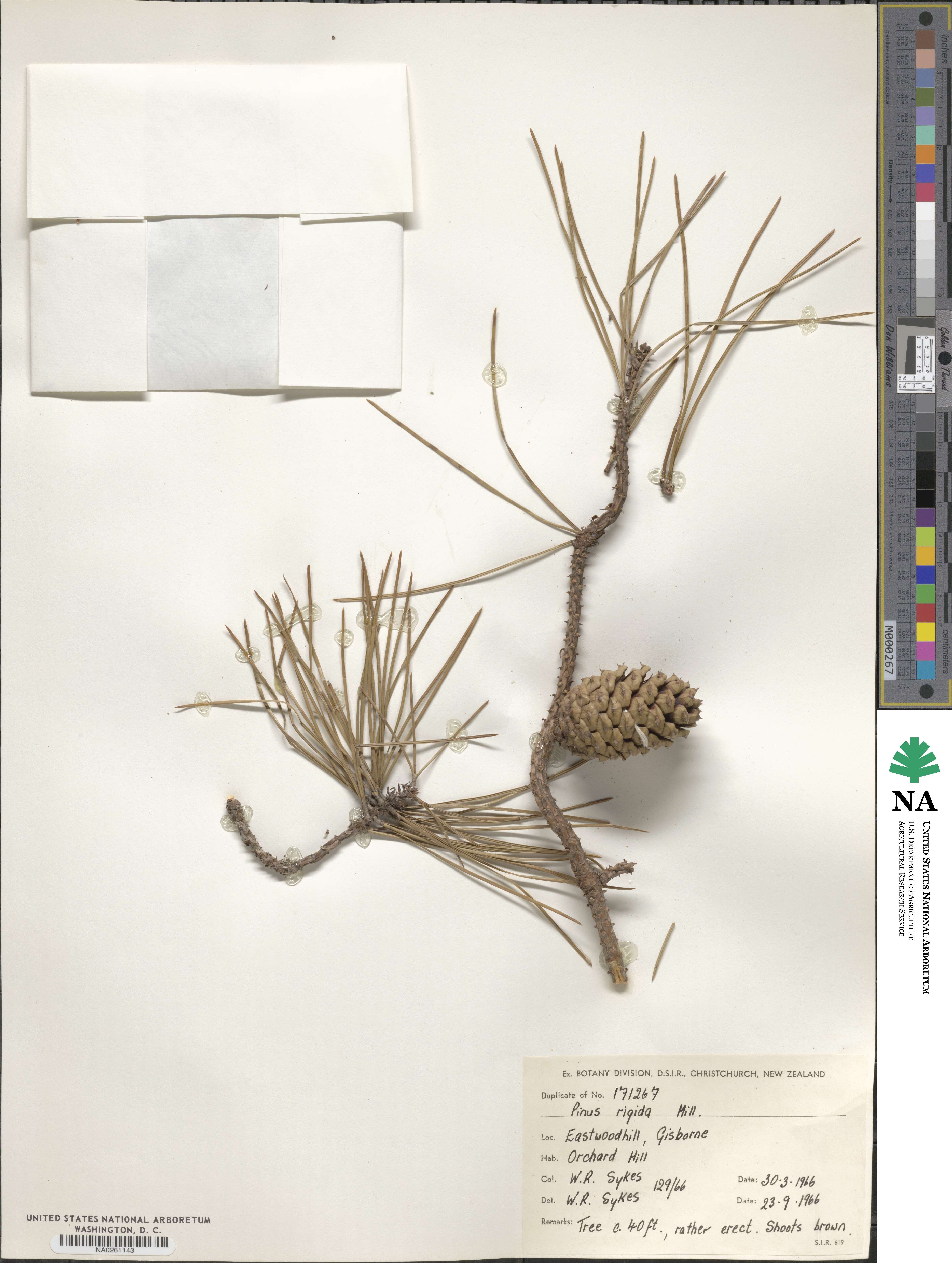 Pinus rigida image