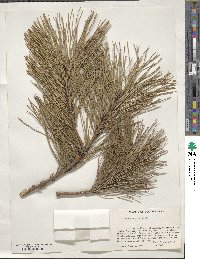 Pinus rigida image