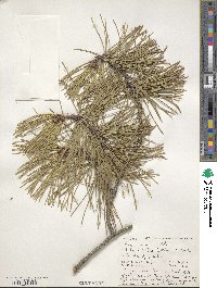 Pinus rigida image