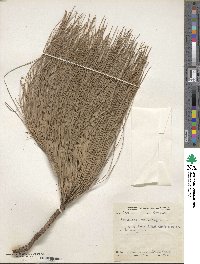 Pinus roxburghii image