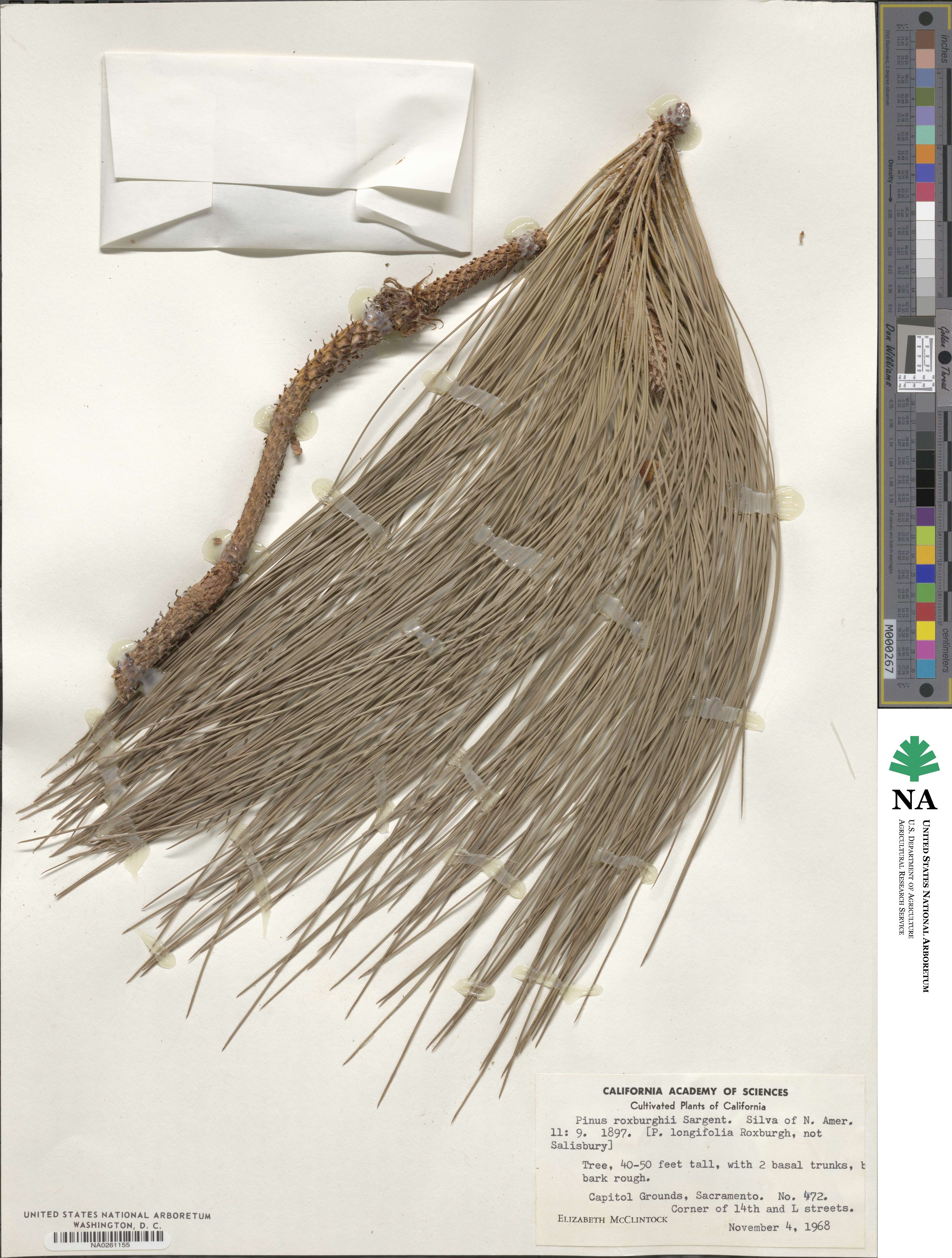 Pinus roxburghii image