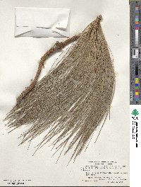 Pinus roxburghii image