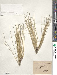 Pinus sabiniana image