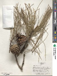 Pinus serotina image