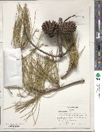 Pinus serotina image