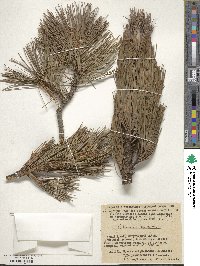 Pinus sibirica image