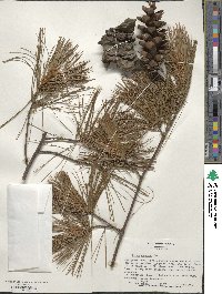 Pinus strobus image