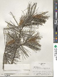 Pinus strobus image