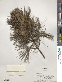 Pinus strobus image