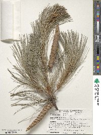 Pinus strobus image