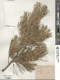 Pinus strobus image