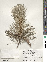 Pinus strobus image