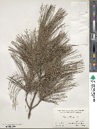 Pinus strobus image