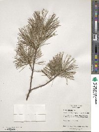 Pinus strobus image