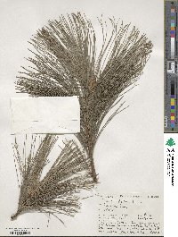 Pinus strobus image