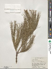 Pinus strobus image