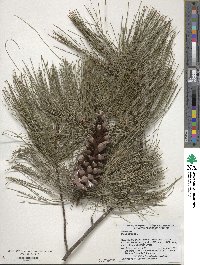 Pinus strobus image