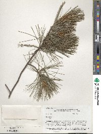 Pinus strobus image