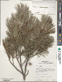 Pinus strobus image