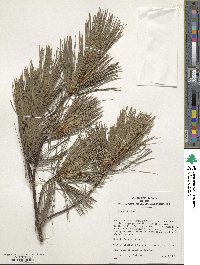 Pinus strobus image