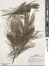 Pinus strobus image