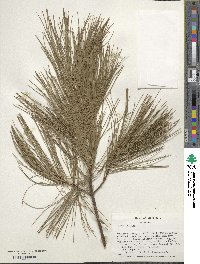 Pinus strobus image