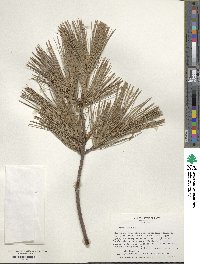 Pinus strobus image