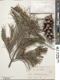 Pinus strobus image