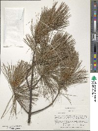 Pinus strobus image