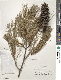 Pinus strobus image