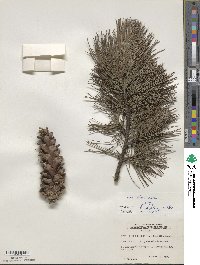 Pinus strobus image