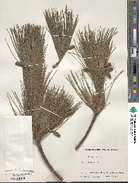 Pinus strobus image