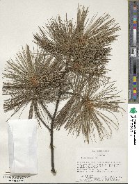 Pinus strobus image