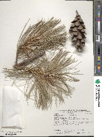 Pinus strobus image