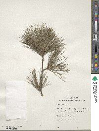 Pinus strobus image