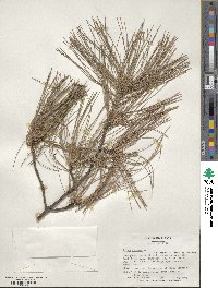 Pinus strobus image