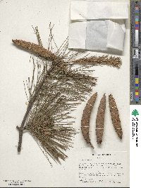 Pinus strobus image