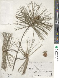 Pinus strobus image