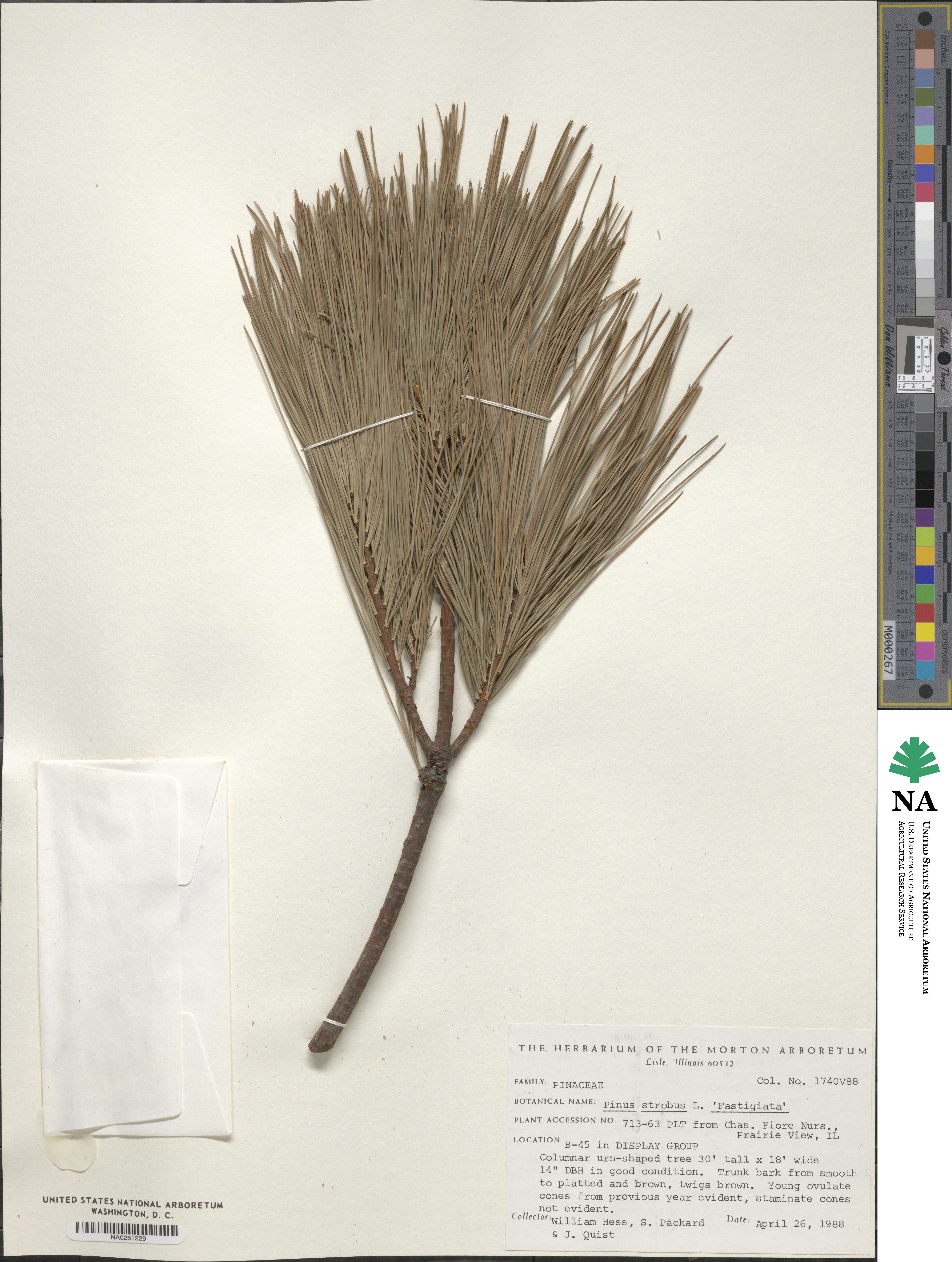 Pinus strobus 'Fastigiata' image