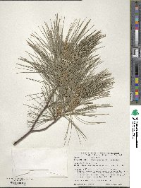 Pinus strobus image