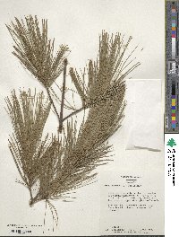 Pinus strobus image