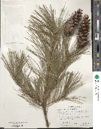 Pinus strobus 'Fastigiata' image