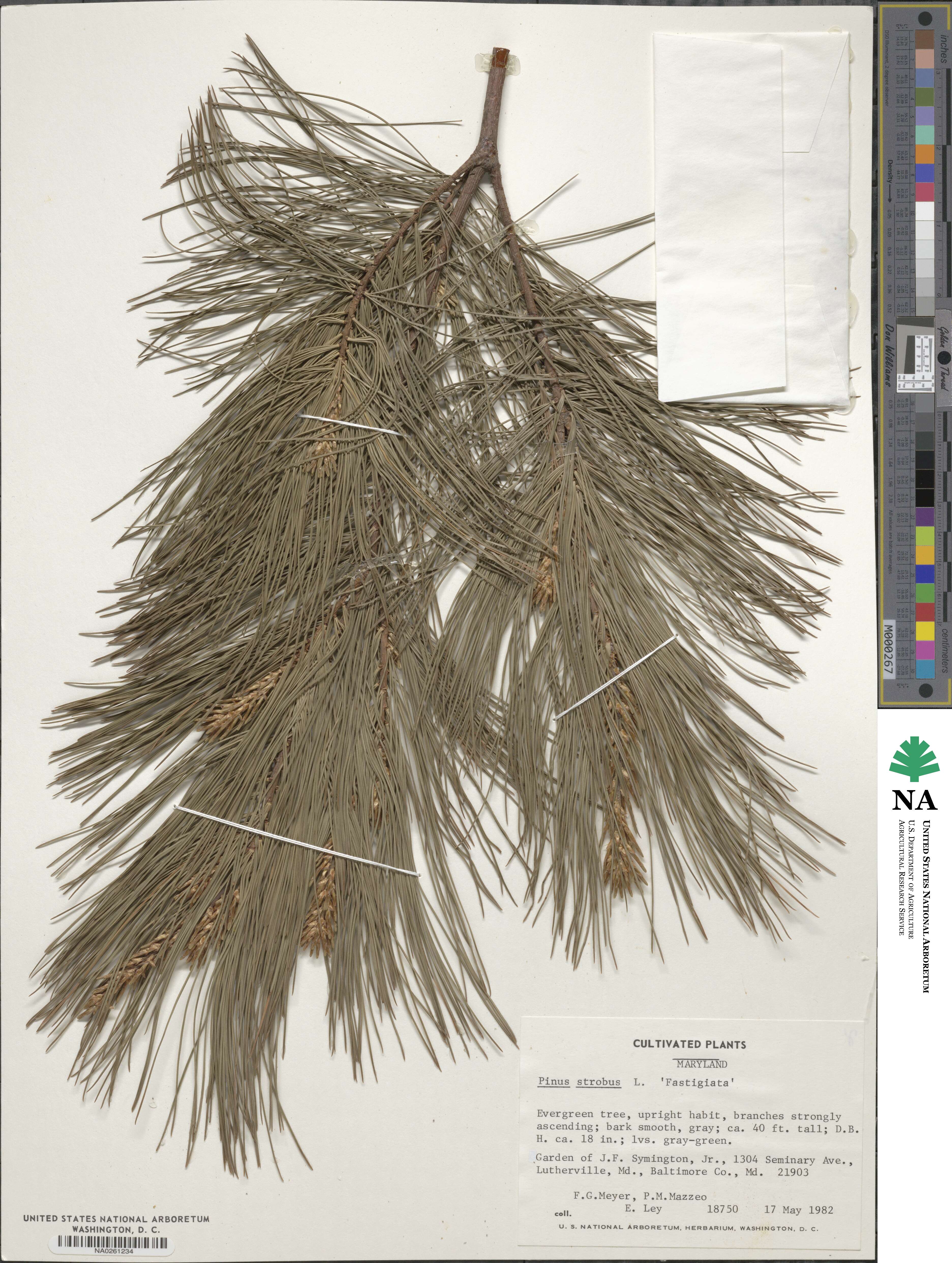 Pinus strobus image