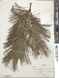 Pinus strobus image