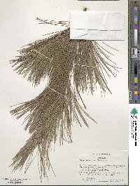 Pinus strobus 'Fastigiata' image