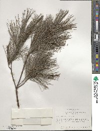 Pinus strobus image