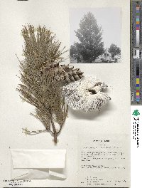 Pinus strobus image