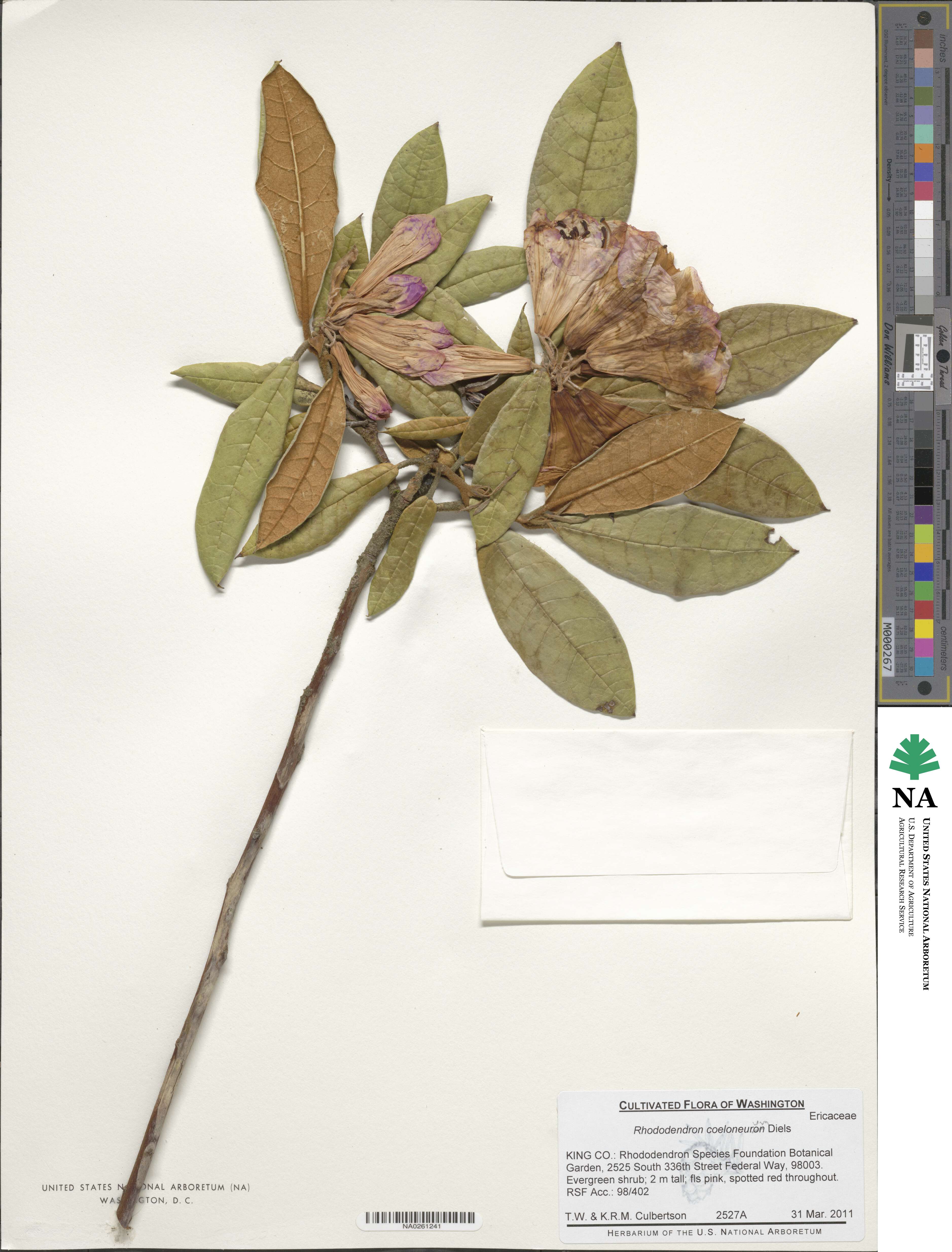 Rhododendron coeloneurum image