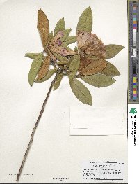 Rhododendron coeloneurum image